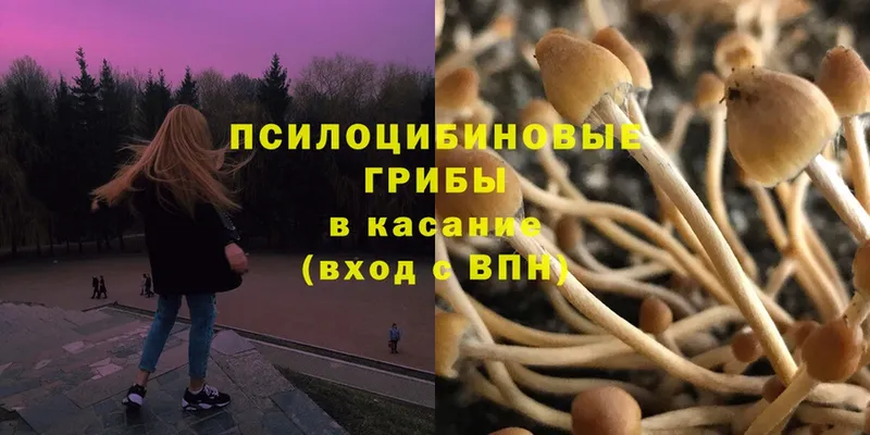 Псилоцибиновые грибы Cubensis  где продают   Бабушкин 